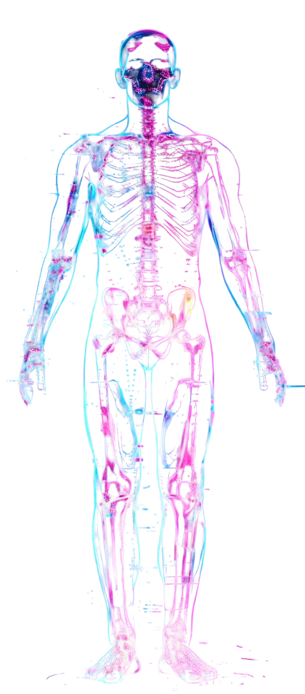 Human Body